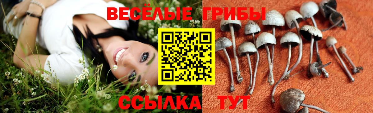 Псилоцибиновые грибы Psilocybe Артёмовский